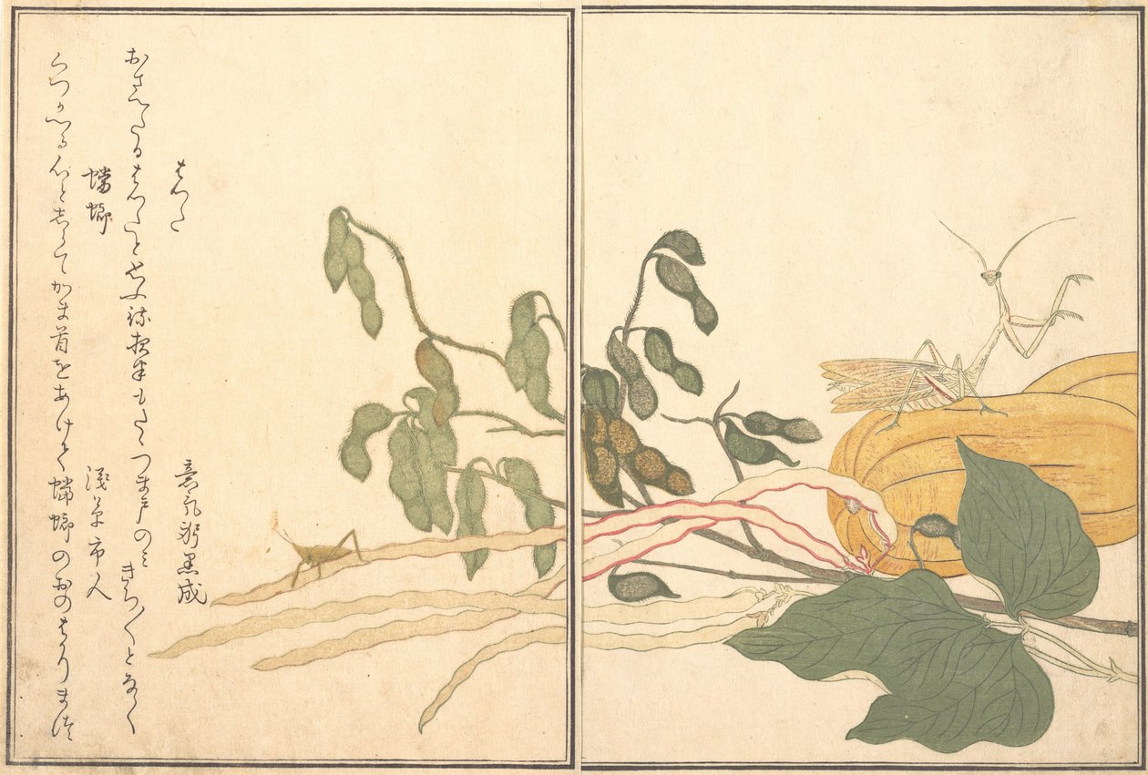 Koni başlı Çekirge veya Çekirge, batta, Peygamber Devesi Toro veya Kamakiri..., 1788. by Kitagawa Utamaro