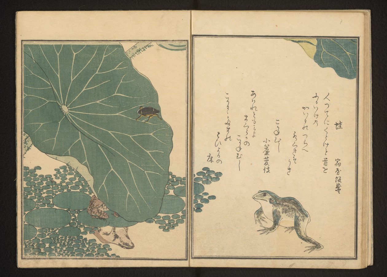 Lotus