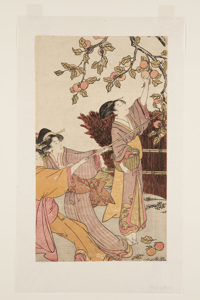 Hurma Toplama (renkli tahta baskı) by Kitagawa Utamaro