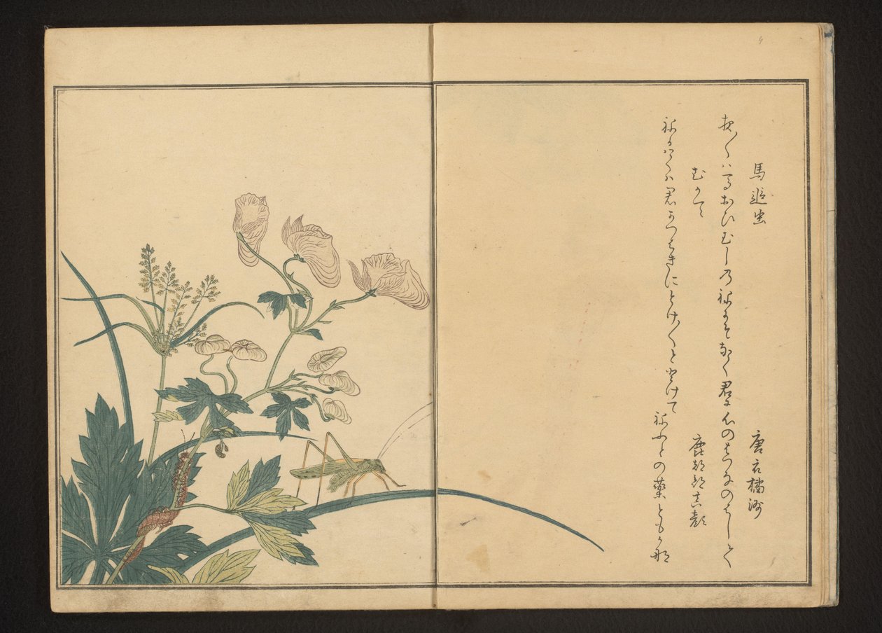 Aconite bitki üzerinde çekirge ve kırkayak by Kitagawa Utamaro