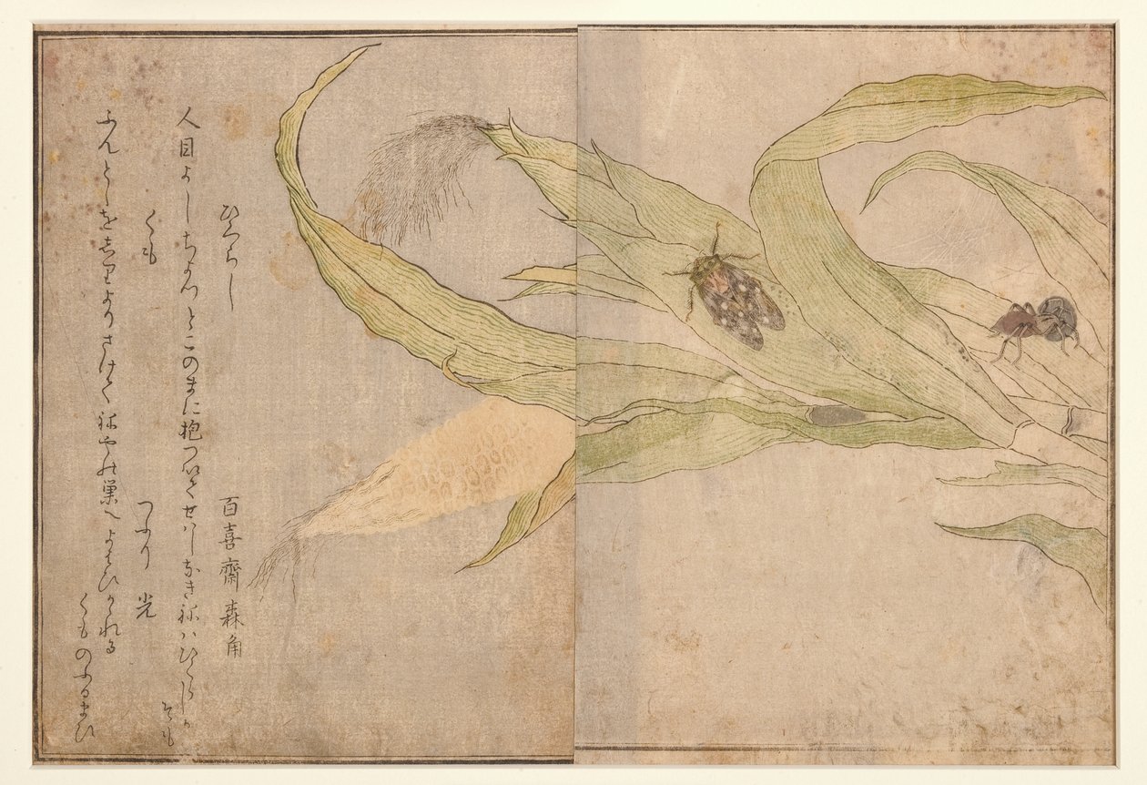 ಹಿಗುರಾಶಿ ಮತ್ತು ಜೇಡ, 1788 (ಮರದ ಬ್ಲಾಕ್)ಟರ್ಕ್ by Kitagawa Utamaro
