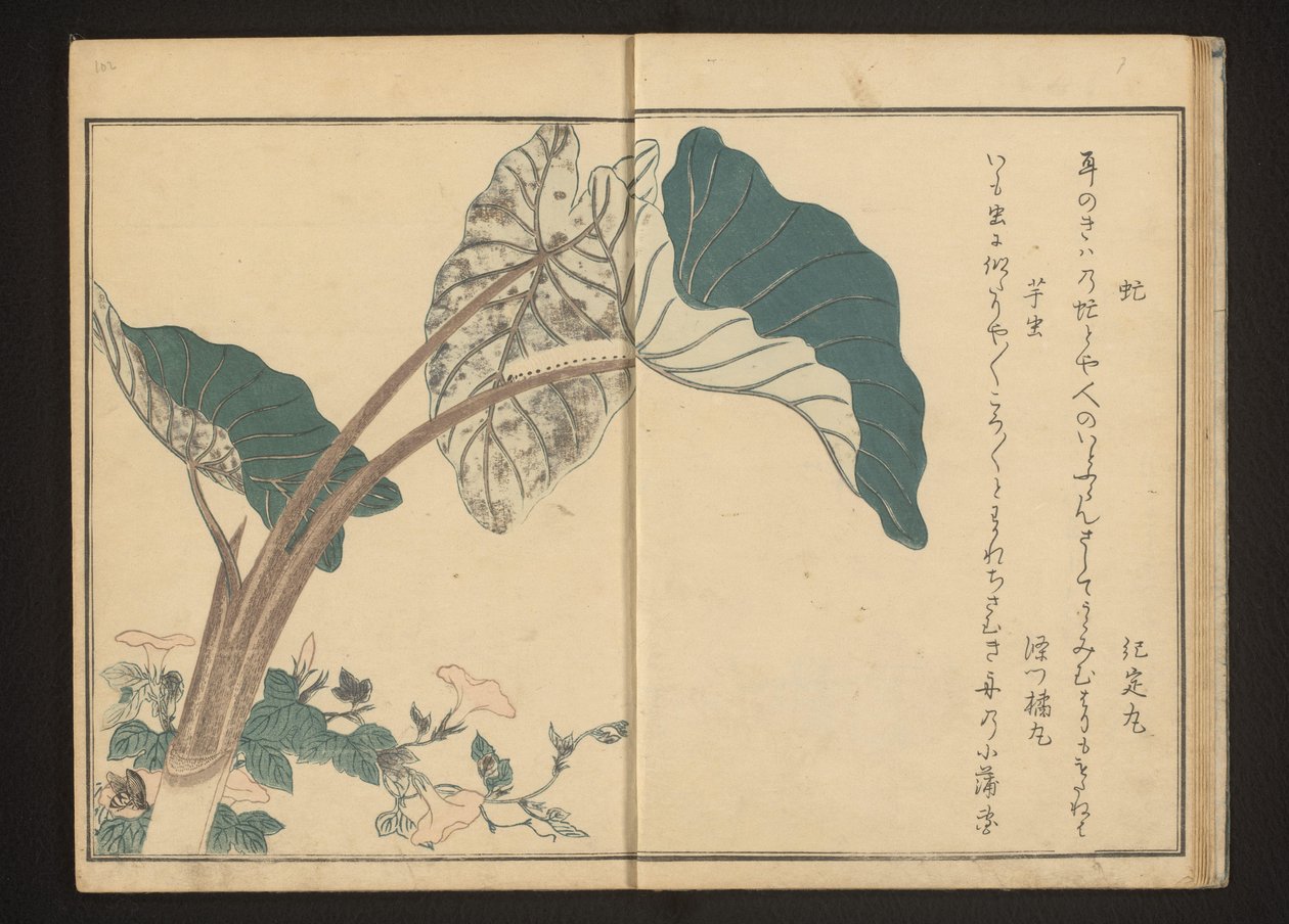 Gündüzsefası üzerinde at sineği ve taro bitkisinde tırtıl by Kitagawa Utamaro