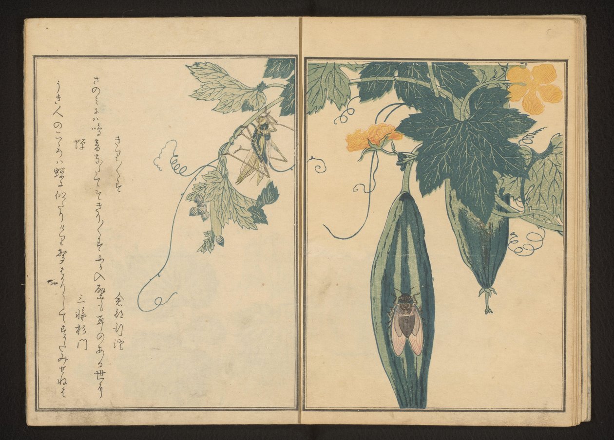 Kabak üzerinde Katydid ve ağustosböceği by Kitagawa Utamaro