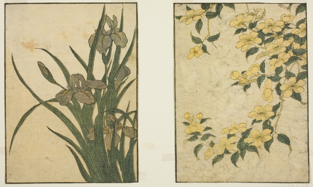 Kerria ve Iris, resimli kitaptan "Resimli Kitap: Dört Mevsim Çiçekleri (Ehon shiki no hana)," cilt. 1 by Kitagawa Utamaro