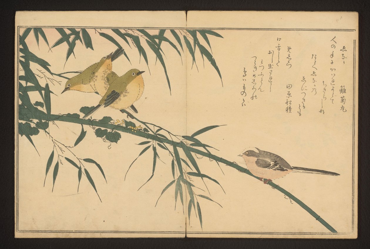 Uzun kuyruklu baştankara ve beyaz göz by Kitagawa Utamaro