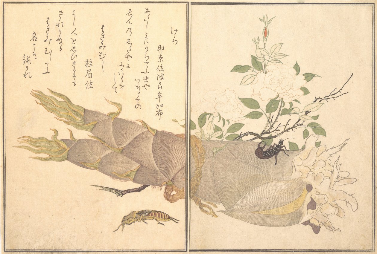 Köstebek Kriket Kera, Kulağakaçan, Hasami-mushi ..., 1788. by Kitagawa Utamaro
