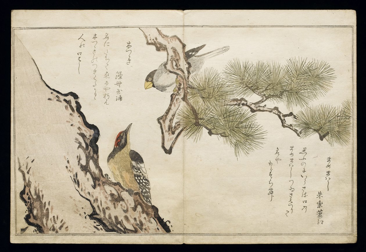 S.332-1946 Vol.1 f.3 Hawfinch and a Woodpecker, 