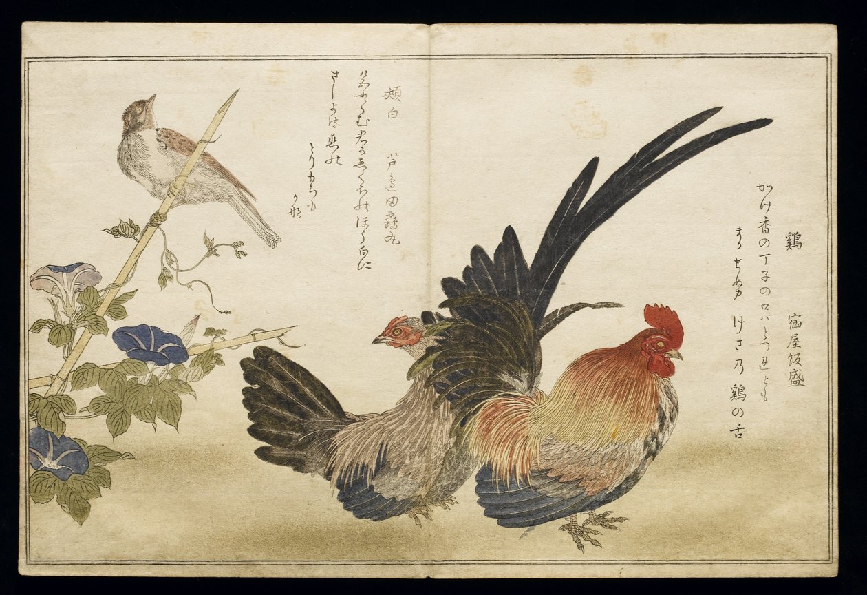 S.332-1946 Cilt 1 f.8 Sağda Cockerel ve Hen, solda bir Bunting ile, bir albümden 