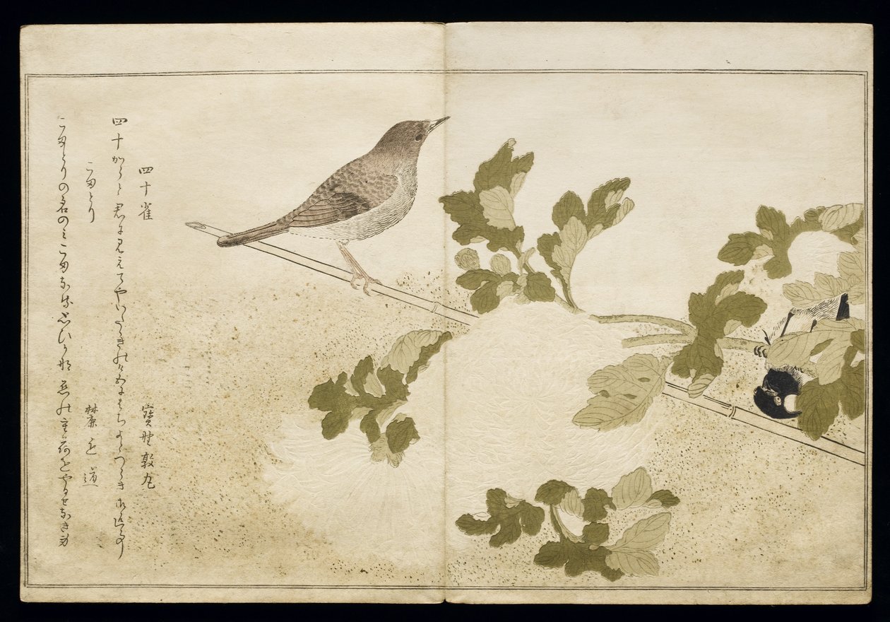 S.332-1946 Cilt 2 f.2 Mançurya Büyük Baştankara ve Robin, 