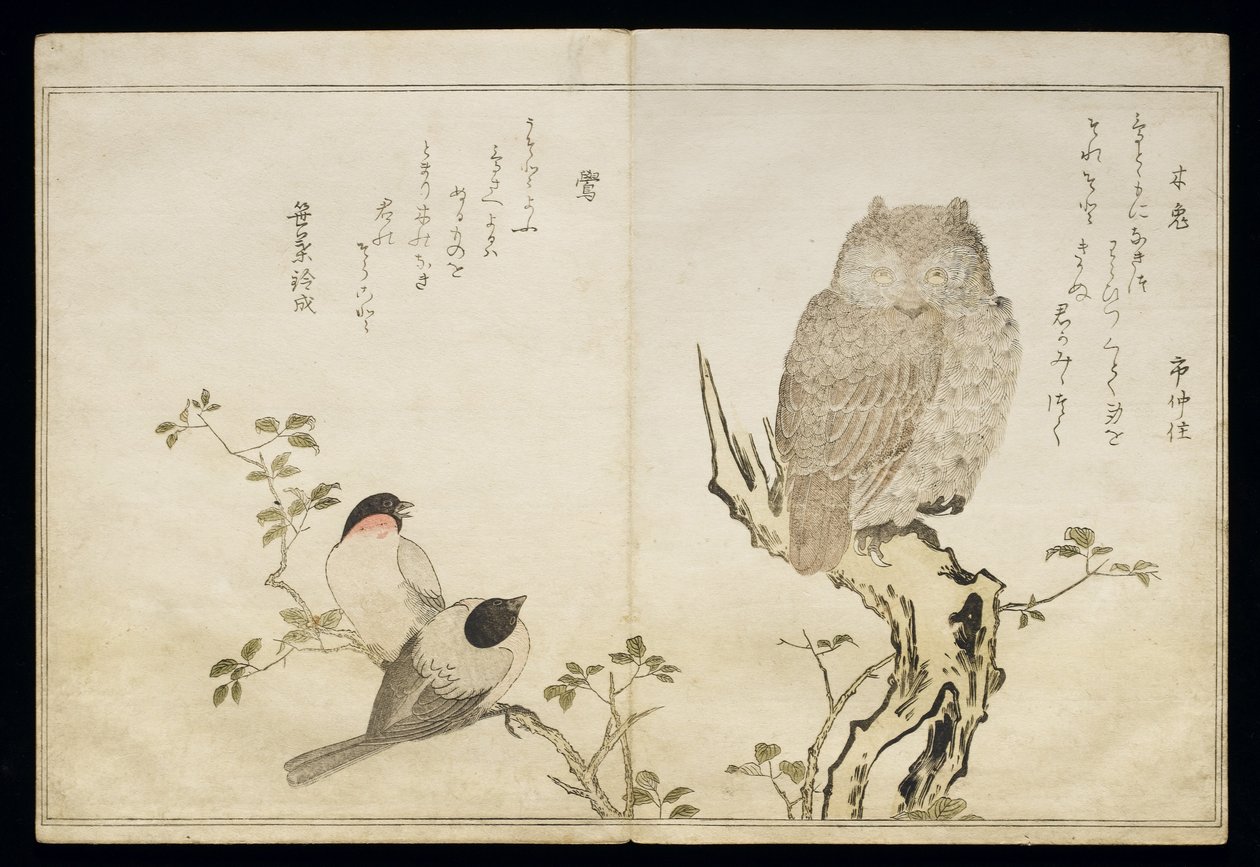 P.332-1946 Vol.2 f.4 An Owl and two Eastern Bullfinches, from an album 
