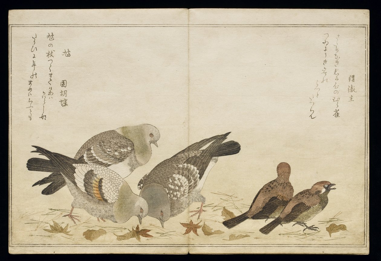 S.332-1946 Cilt 2 f.5 Üç Güvercin ve iki Finches, 