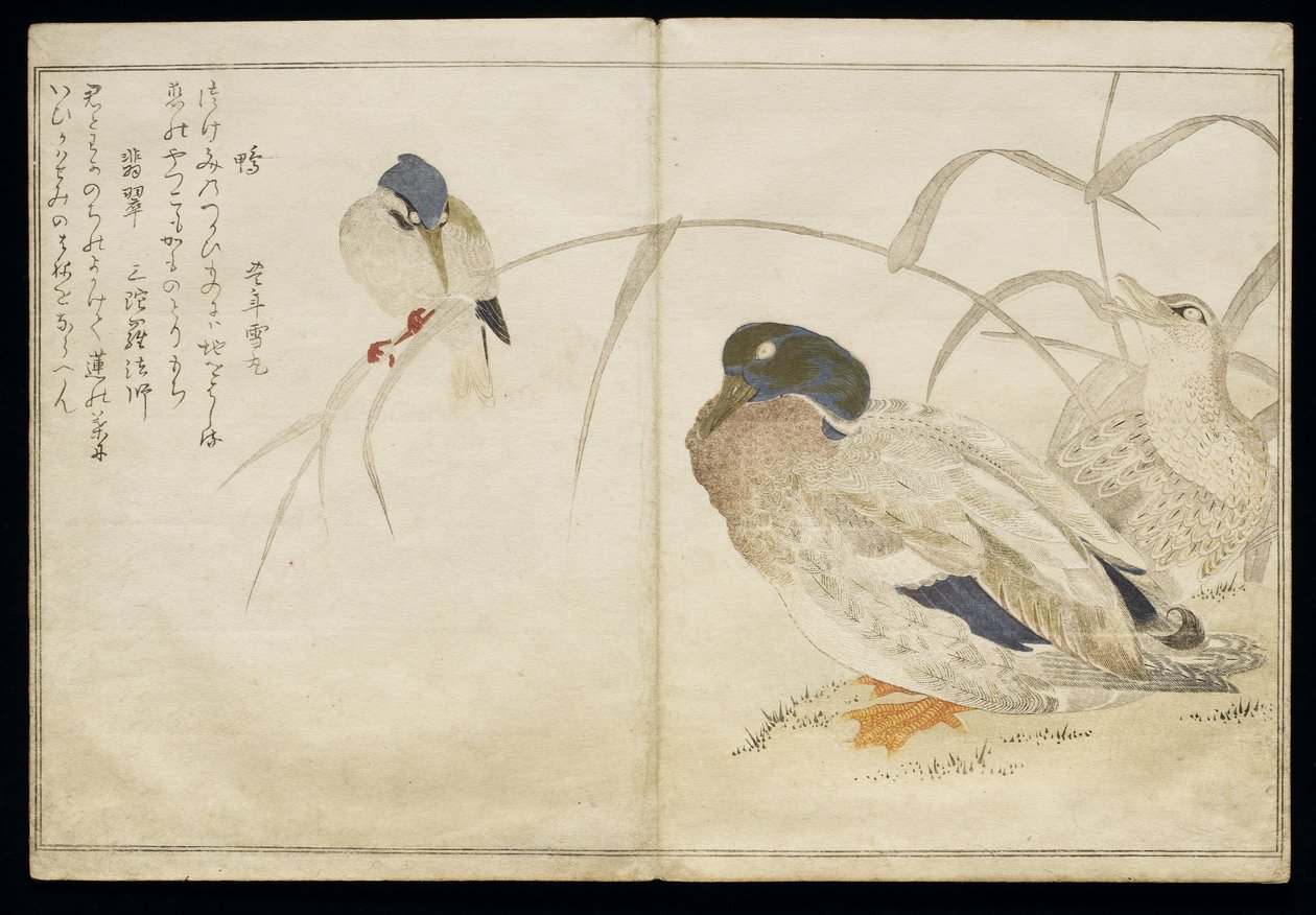 S.332-1946 Cilt 2 f.7 İki yaban ördeği ve bir Kingfisher, 