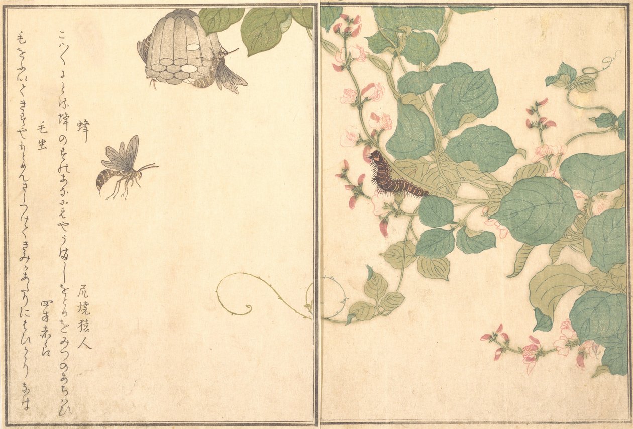 Kağıt Yaban Arısı Hachi, Tüylü Tırtıl Kemushi..., 1788. by Kitagawa Utamaro