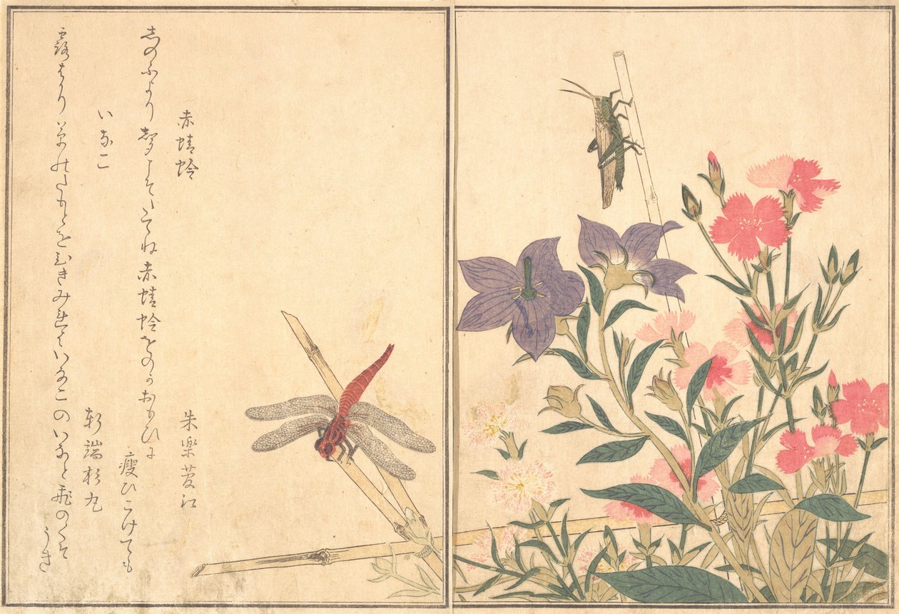 Kızıl Yusufçuk Akatonbo, Locust Inago..., 1788. by Kitagawa Utamaro
