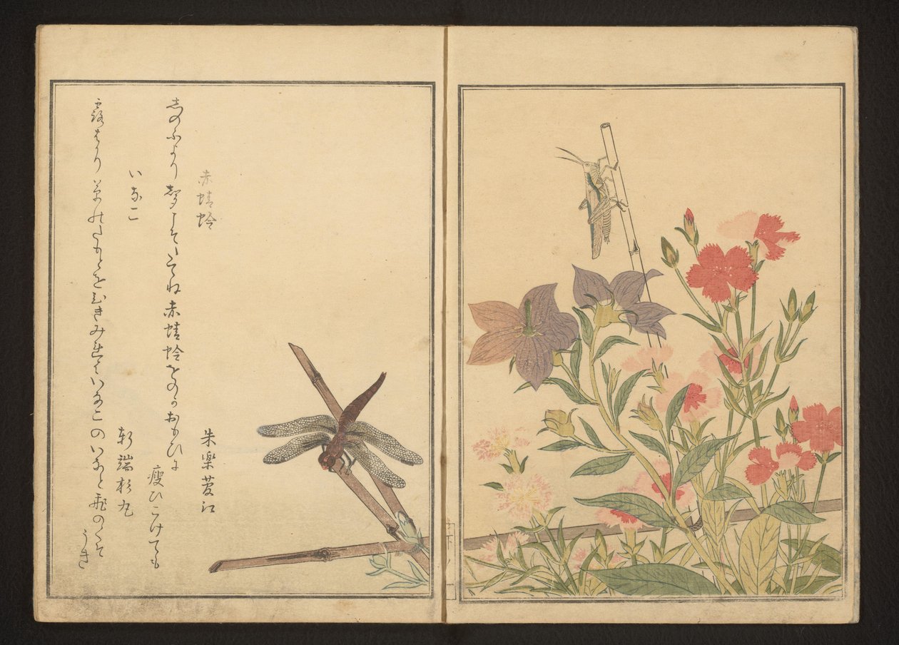 Pembeler tarafından kırmızı yusufçuk ve çekirge by Kitagawa Utamaro