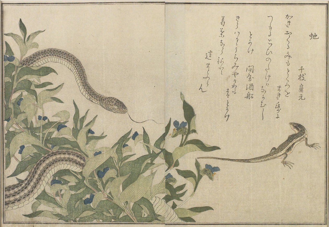 Yılan ve Kertenkele, 1788 (renkli tahta baskı) by Kitagawa Utamaro