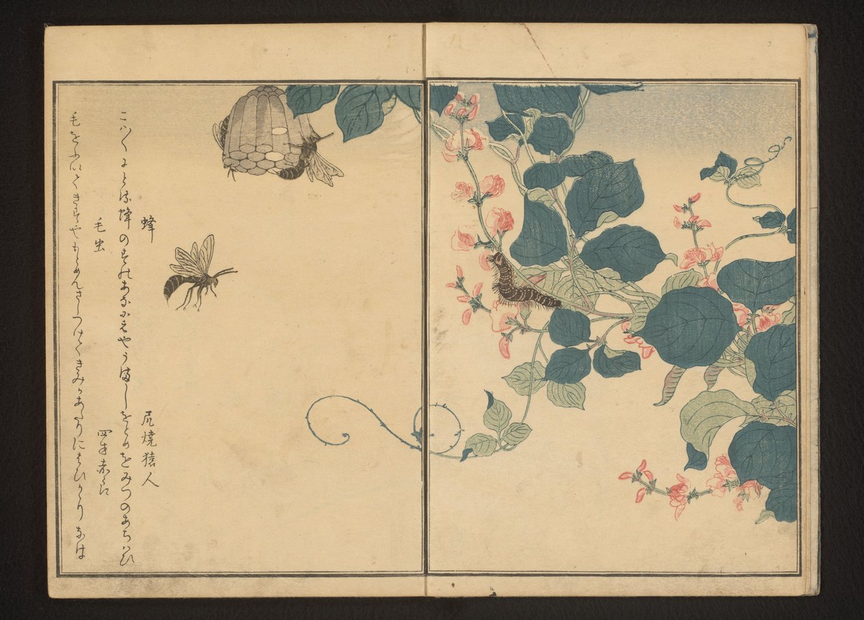Ararot üzerinde eşekarısı ve kıllı tırtıl by Kitagawa Utamaro