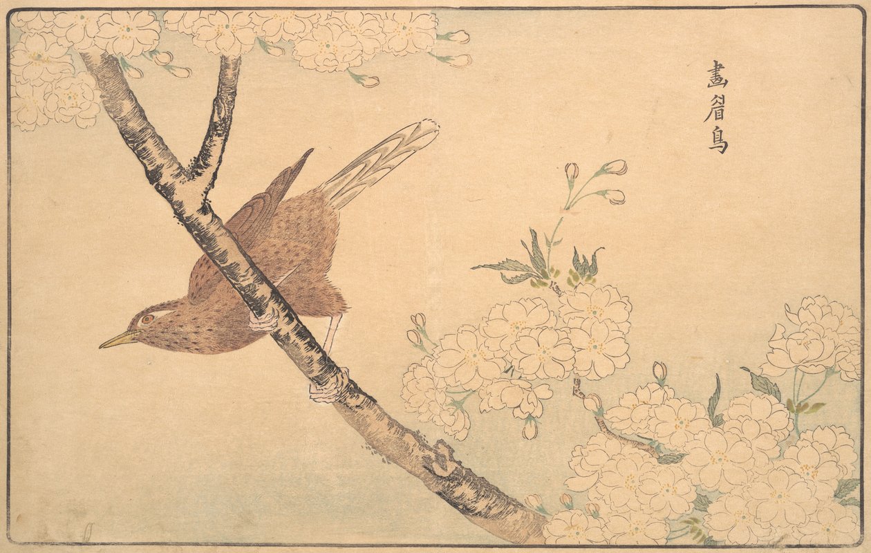 Gri Ardıç, 1789. by Kitao Masayoshi
