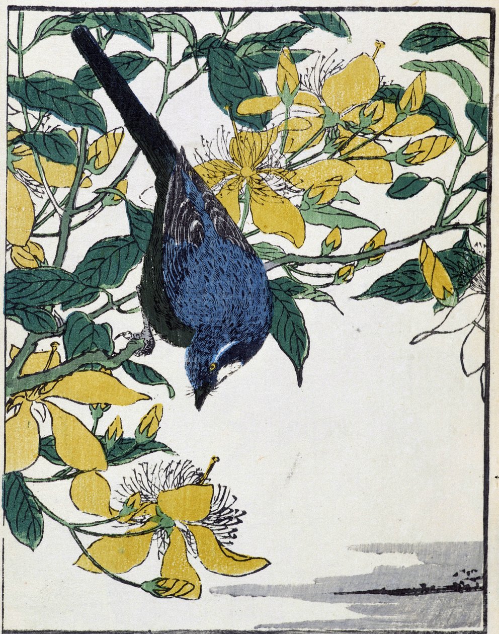 Ağaçtaki kuş. Kitao Kosuisai tarafından Japon çizimi by Kitao Shigemasa