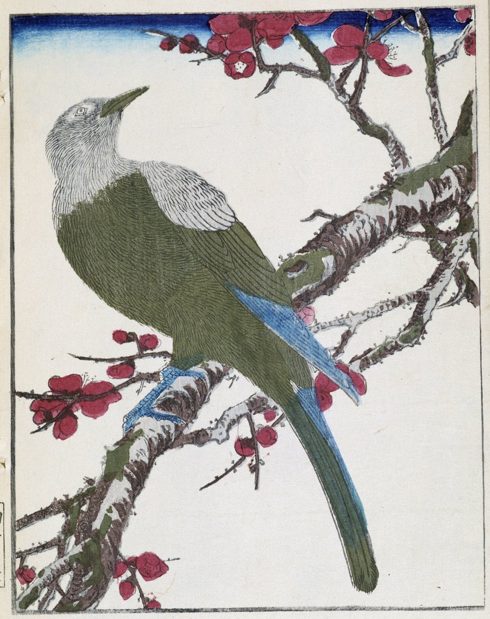 Ağaçtaki kuş. Kitao Kosuisai tarafından Japon çizimi by Kitao Shigemasa