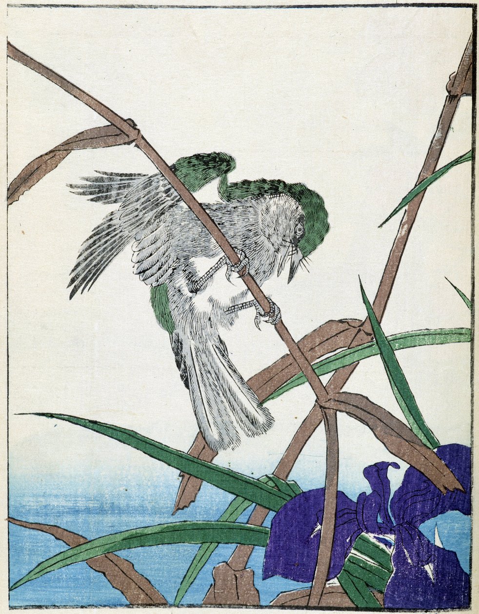 Ağaçtaki kuş. Kitao Kosuisai tarafından Japon çizimi by Kitao Shigemasa