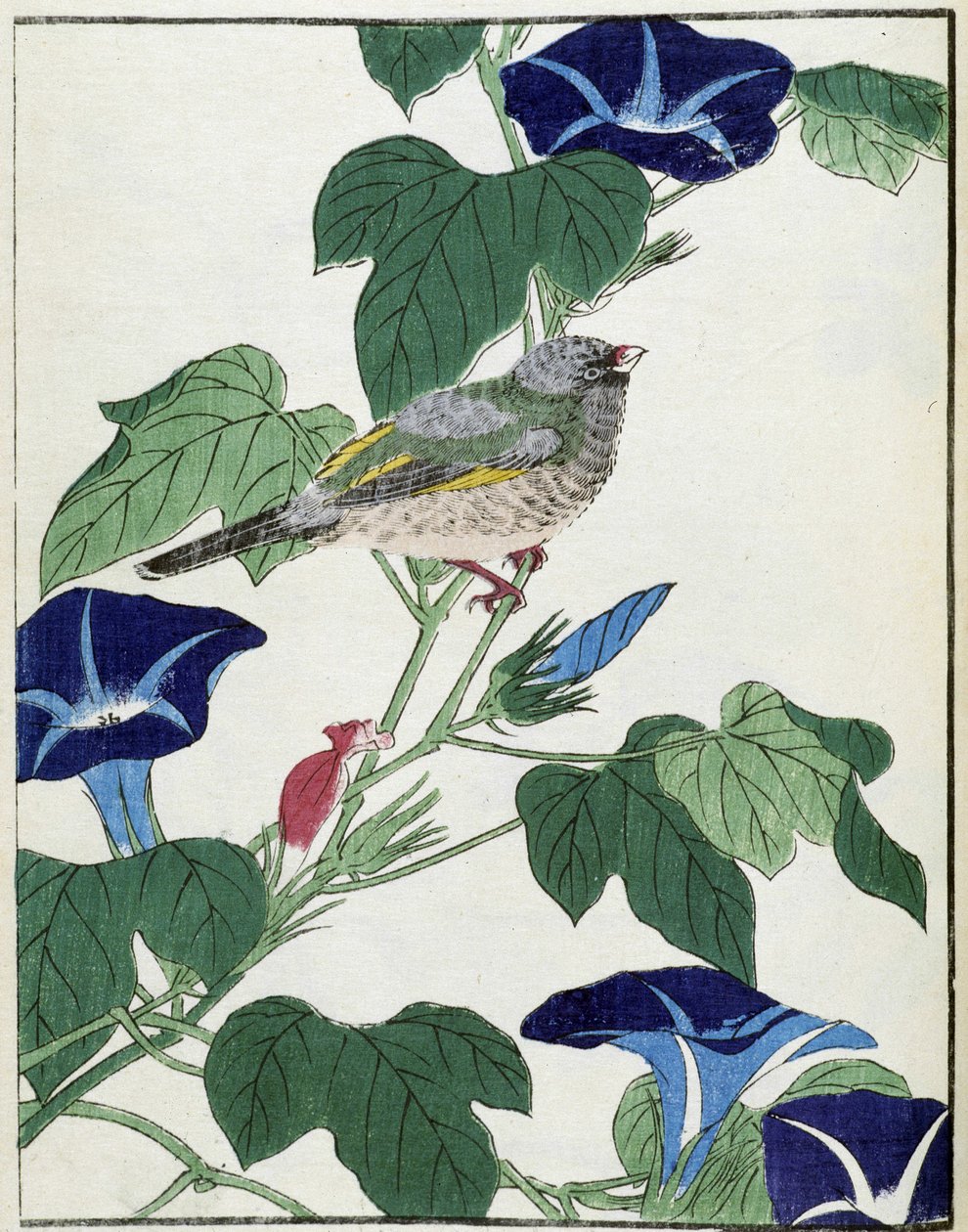 Ağaçtaki kuş. Kitao Kosuisai tarafından Japon çizimi by Kitao Shigemasa
