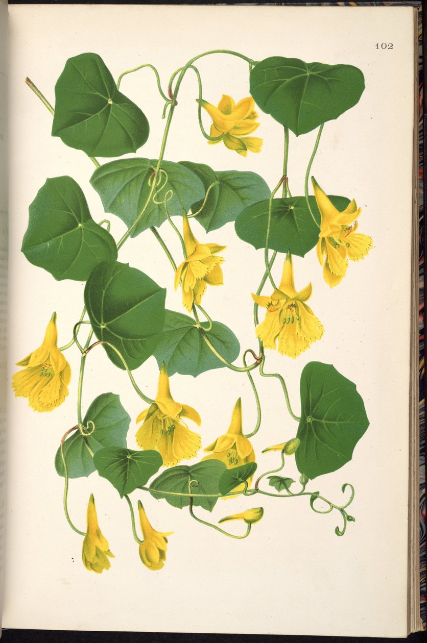 Tropaeolum sarkaç by Klotzsch