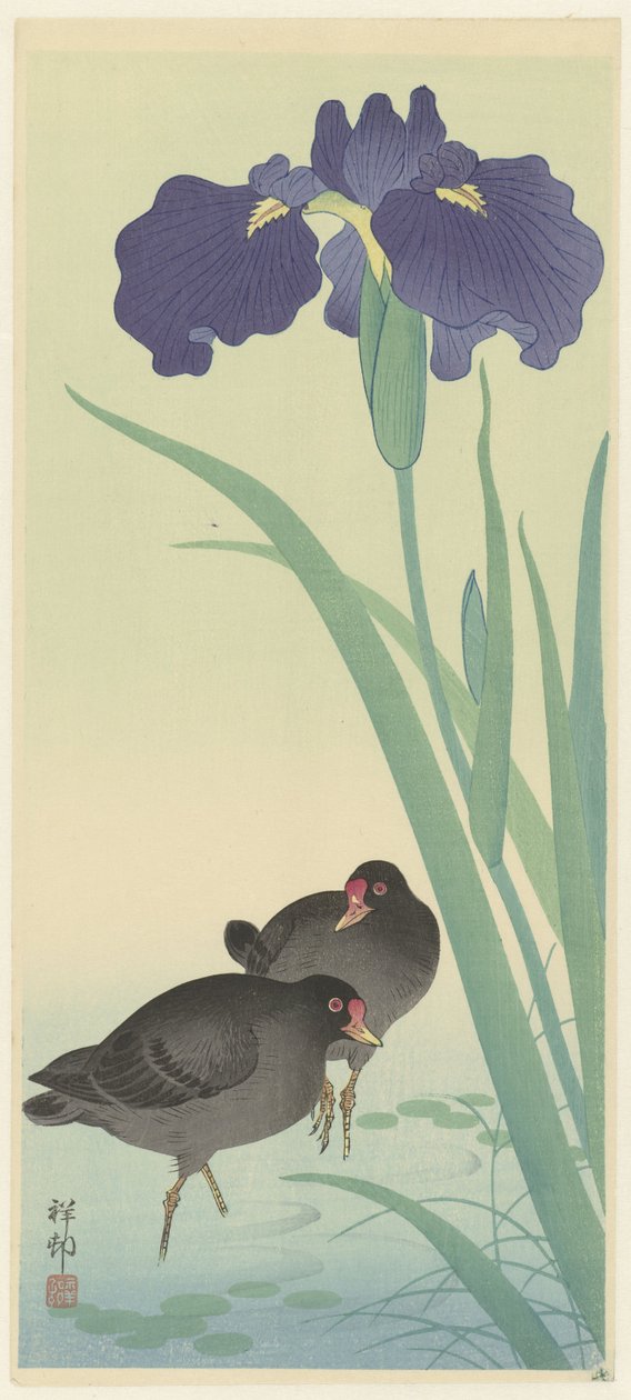 Moorhens ve İrisler (renkli gravür) by Ohara Koson