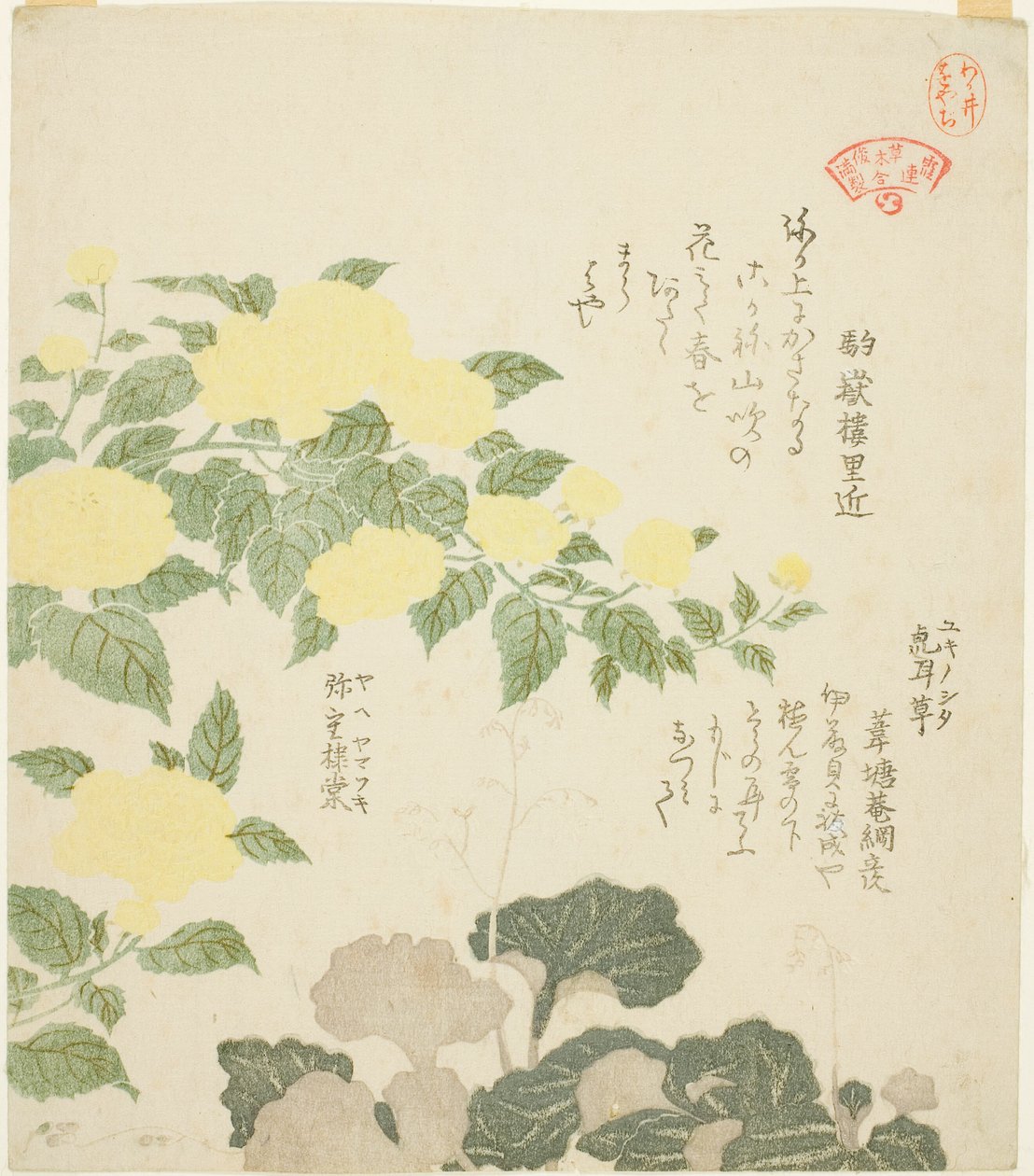 Sarı Güller (Yae yamabuki) ve Sürünen Saxifrages (Yukinoshita), "Kasumi Şiir Çemberi için Bitki Koleksiyonu (Kasumi-ren somoku awase)" serisinden by Kubo Shunman