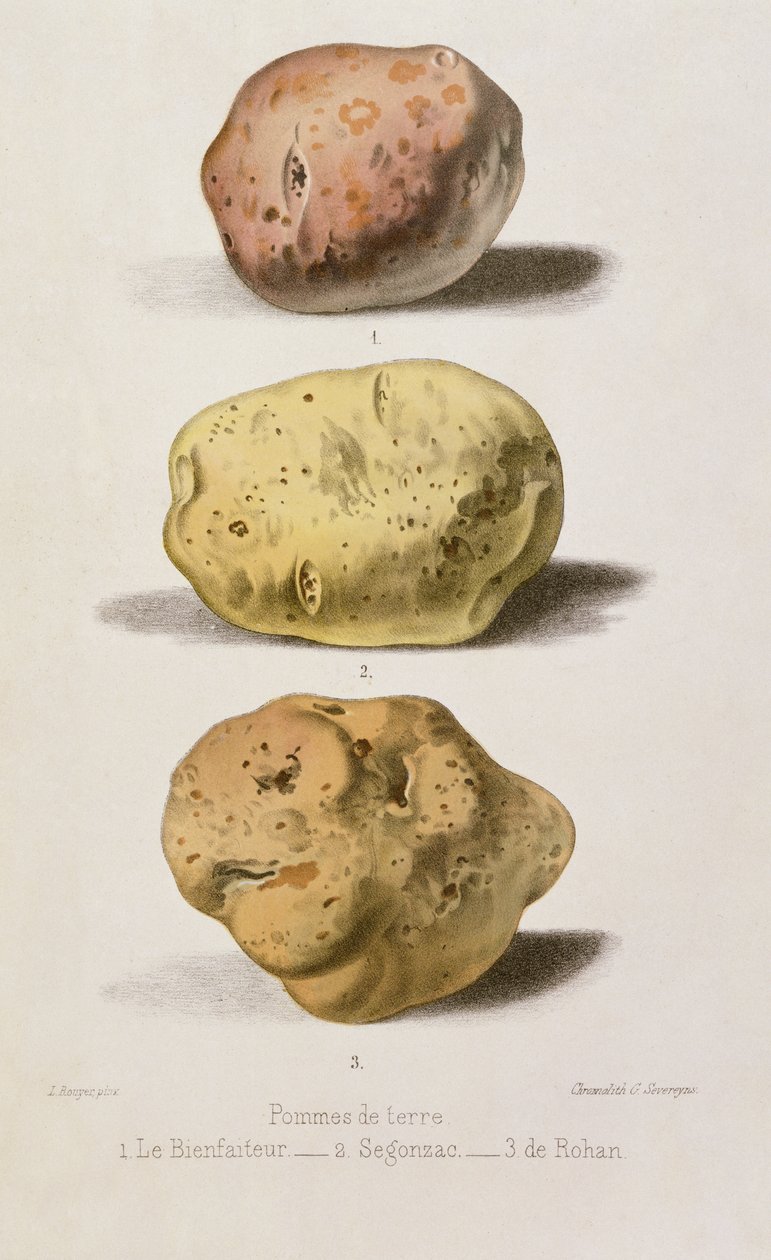G. Severeyns (chromolitho) tarafından oyulmuş üç farklı patates çeşidi ile botanik plaka by L. Rouyer