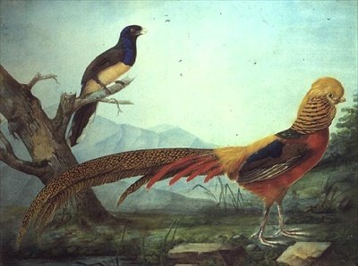 Altın Sülün ve Trogon (suluboya ve guaj) by L.F.A. Panhuts
