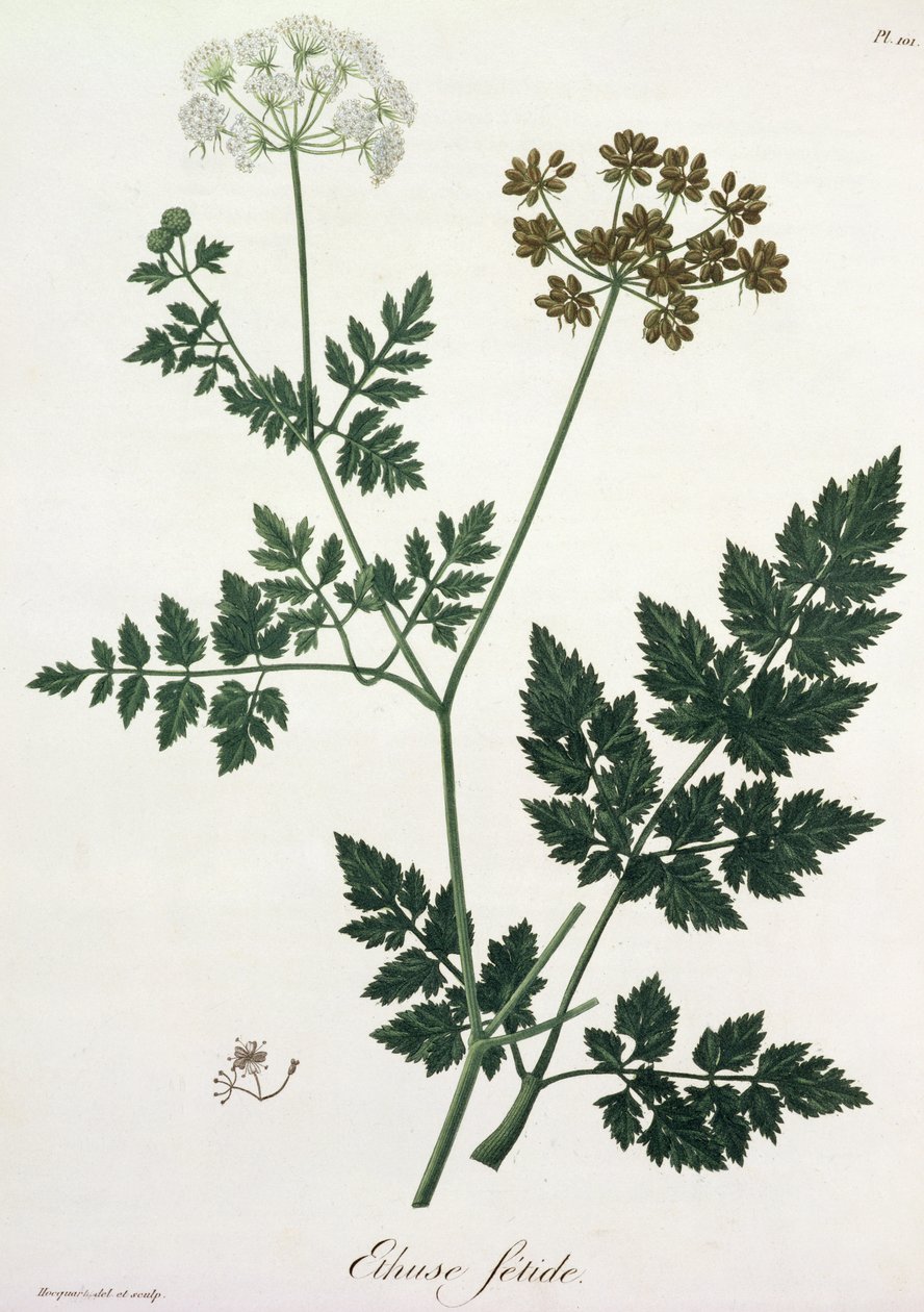 Joseph Roques (1772-1850) tarafından 1821