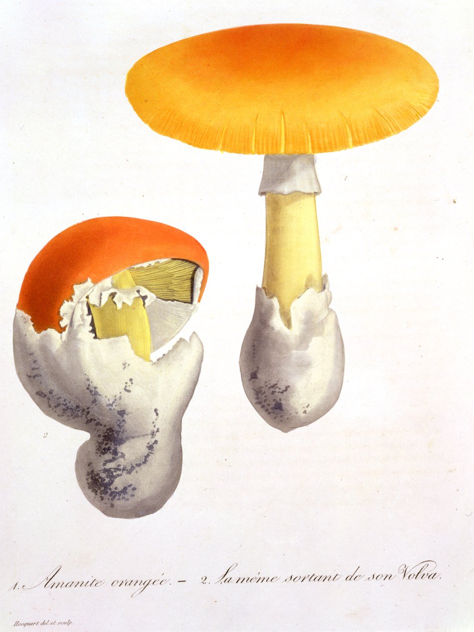Joseph Roques (1772-1850) tarafından 1821'de yayınlanan 'Phytographie Medicale'den Amanita Caesaria by L.F.J. Hoquart