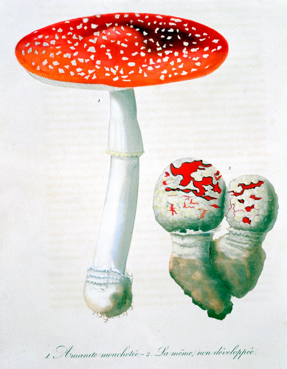 Amanita Muscaria Sinek Mantarı, 1821 by LFJ Hoquart