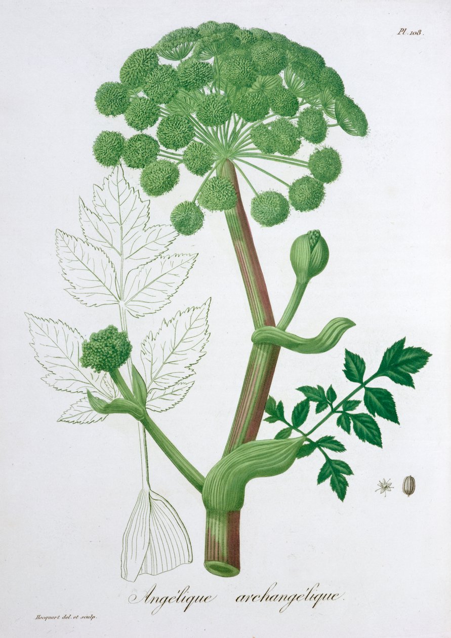 Angelica Archangelica Bahçesi Angelica, 1821 by LFJ Hoquart