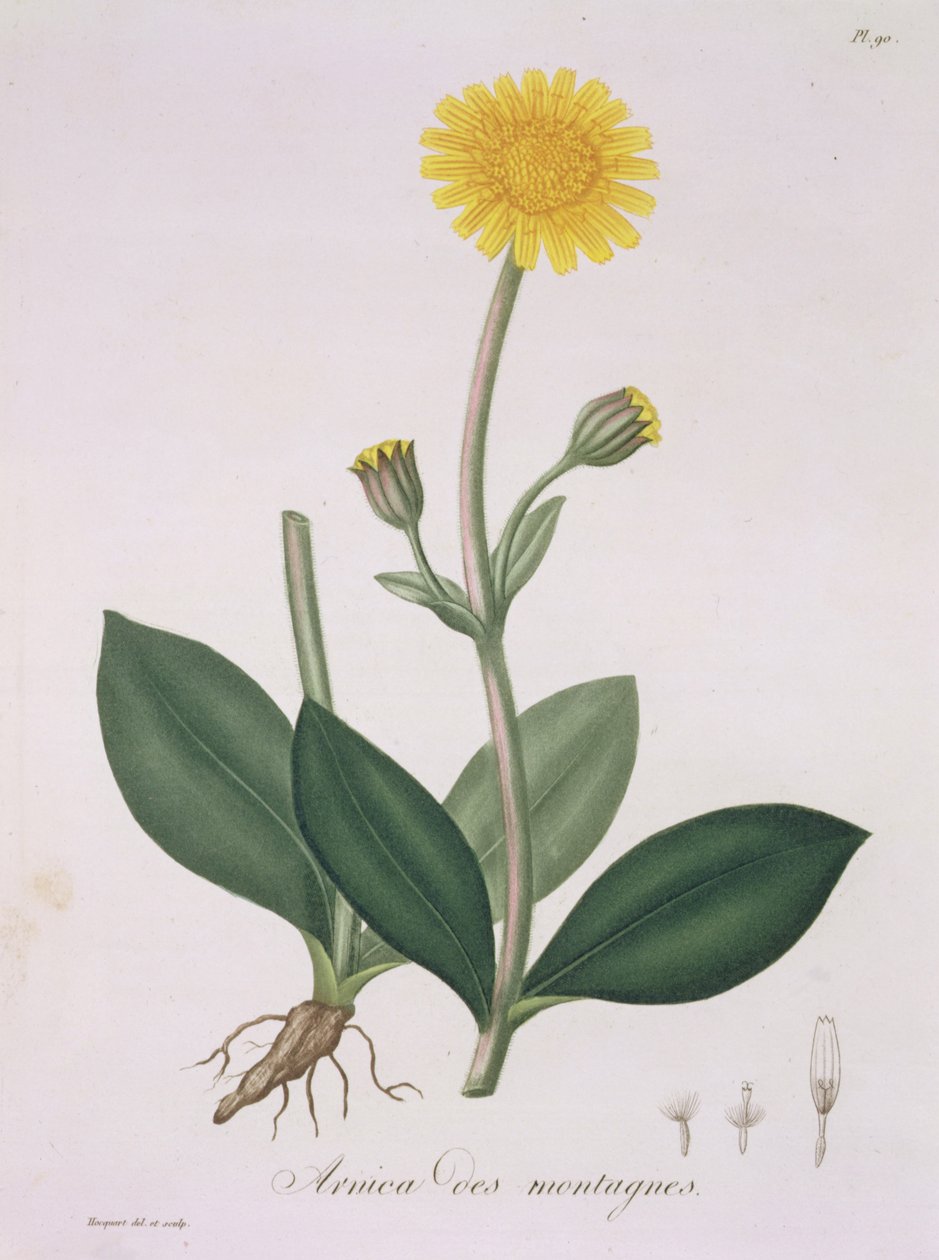 1821 ಟರ್ಕ್‌ನಲ್ಲಿ ಪ್ರಕಟವಾದ ಜೋಸೆಫ್ ರೋಕ್ಸ್ (1772-1850) ಅವರ 