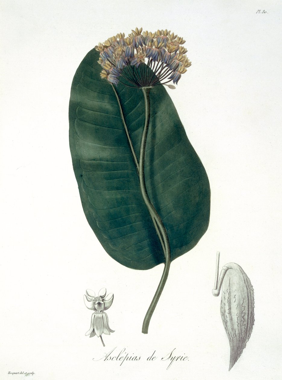 Joseph Roques (1772-1850) tarafından 1821