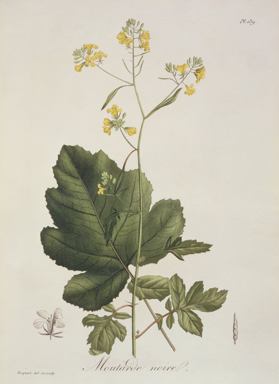 Joseph Roques (1772-1850) tarafından 1821