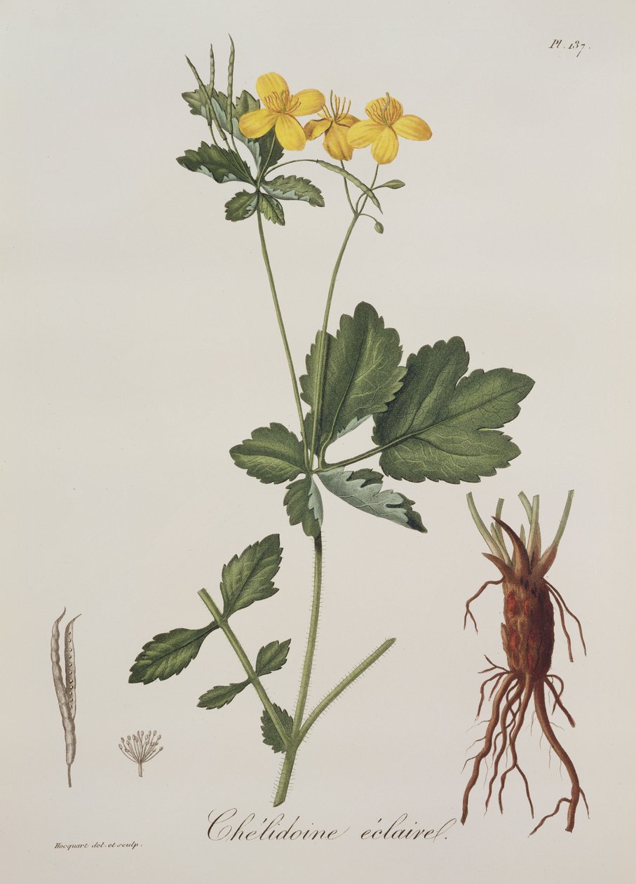 Joseph Roques (1772-1850) tarafından 1821