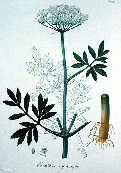 Joseph Roques (1772-1850) tarafından 