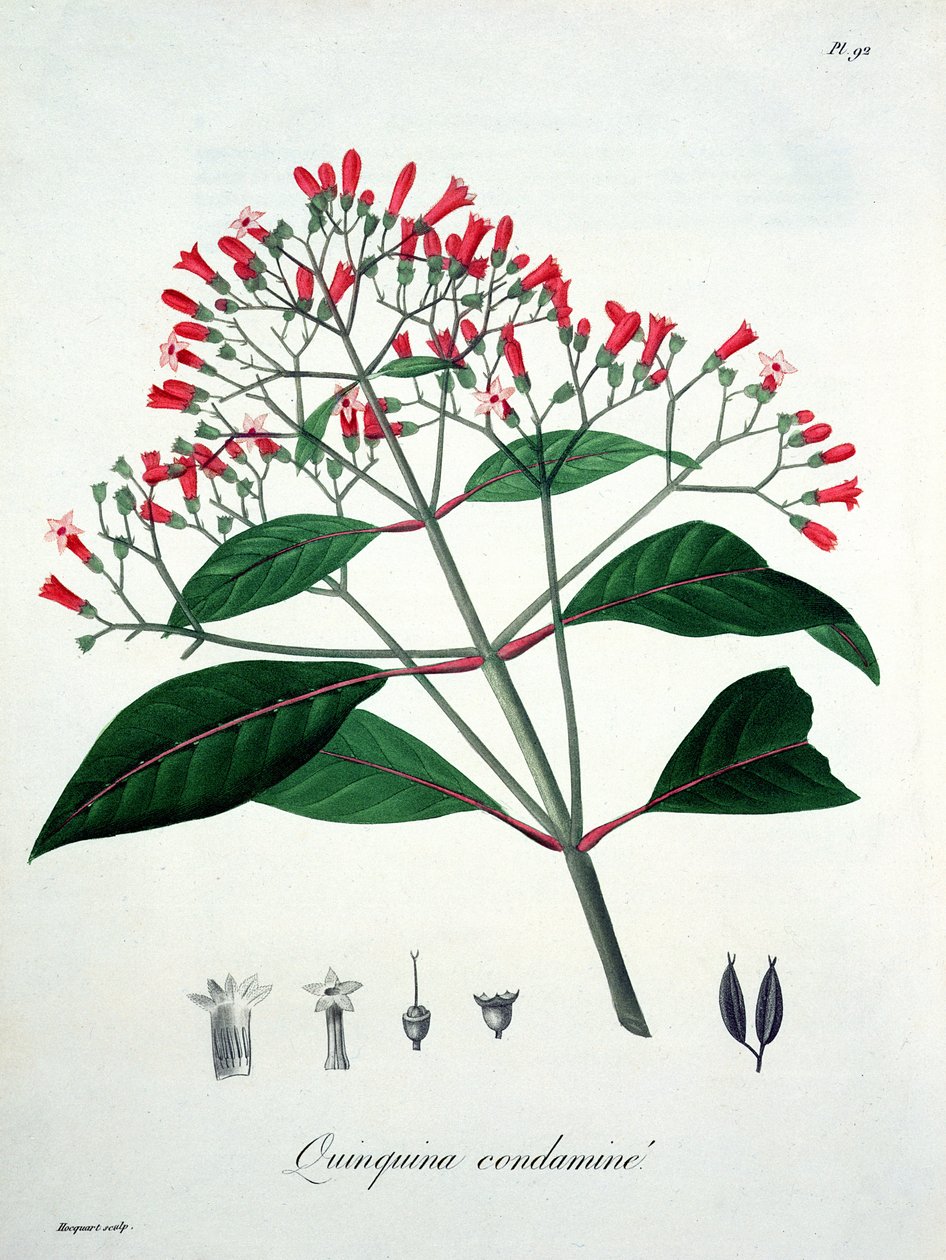 1821 ಟರ್ಕ್‌ನಲ್ಲಿ ಪ್ರಕಟವಾದ ಜೋಸೆಫ್ ರೋಕ್ಸ್ (1772-1850) ಅವರ 