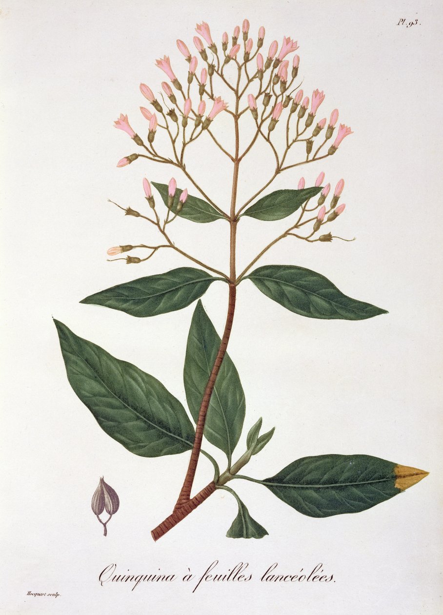 Joseph Roques (1772-1850) tarafından 1821