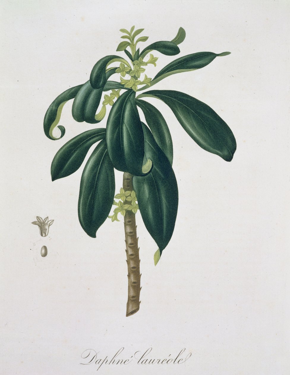 Joseph Roques (1772-1850) tarafından 1821