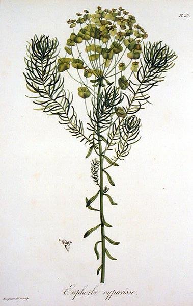 Euphorbia Cyparissias, Joseph Roques (1772-1850) tarafından 