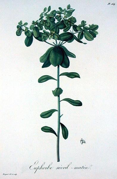 Joseph Roques (1772-1850) tarafından 