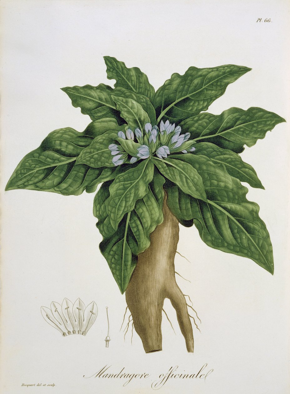 Joseph Roques (1772-1850) tarafından 1821
