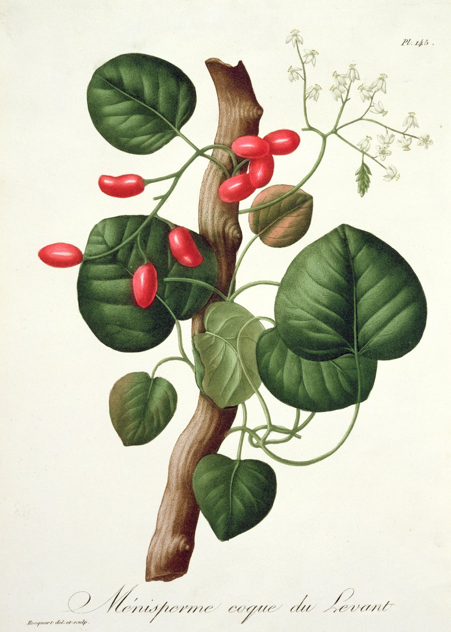Joseph Roques (1772-1850) tarafından 1821
