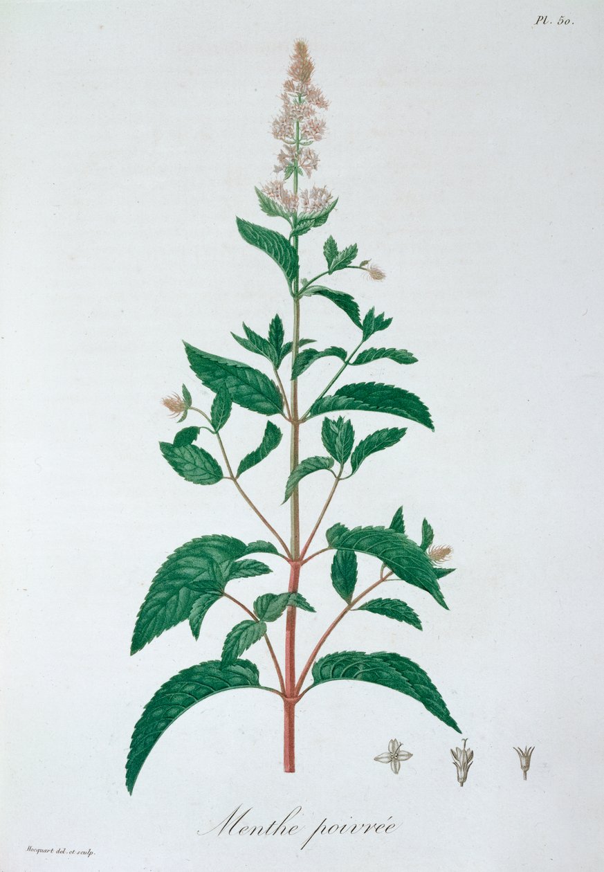 Mentha Piperita Nane, 1821 by LFJ Hoquart