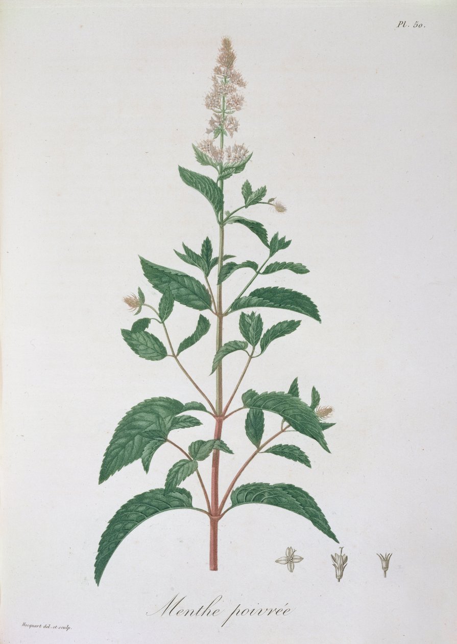 Joseph Roques (1772-1850) tarafından 1821