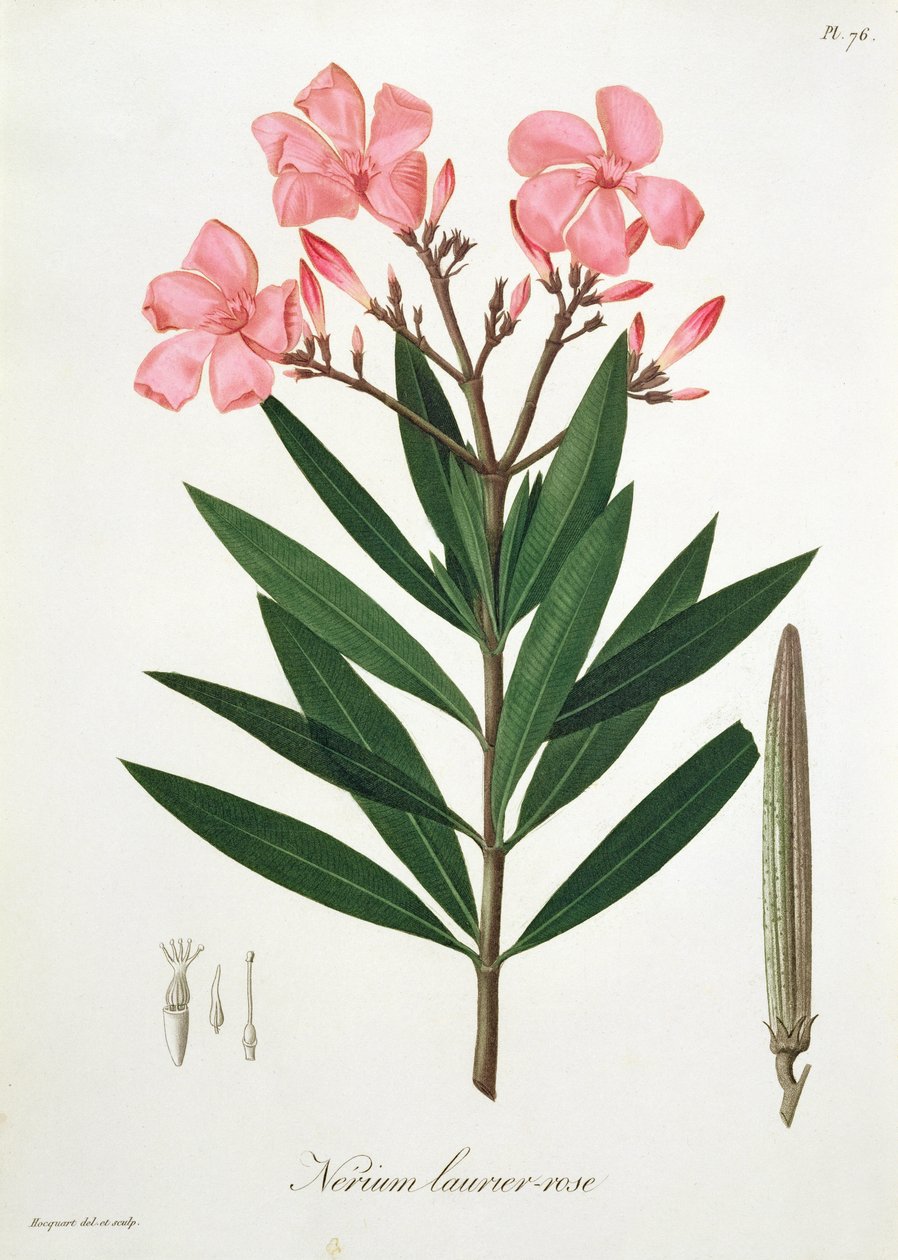 Joseph Roques (1772-1850) tarafından 1821